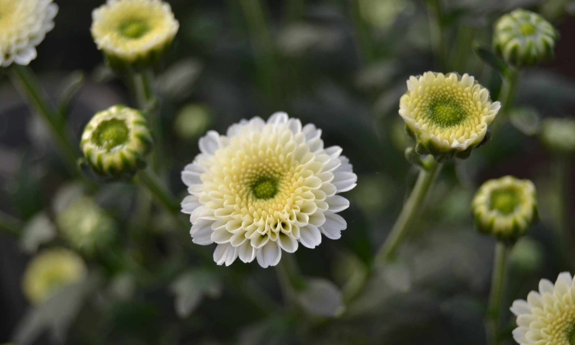 LUBEX FLOR S.L.