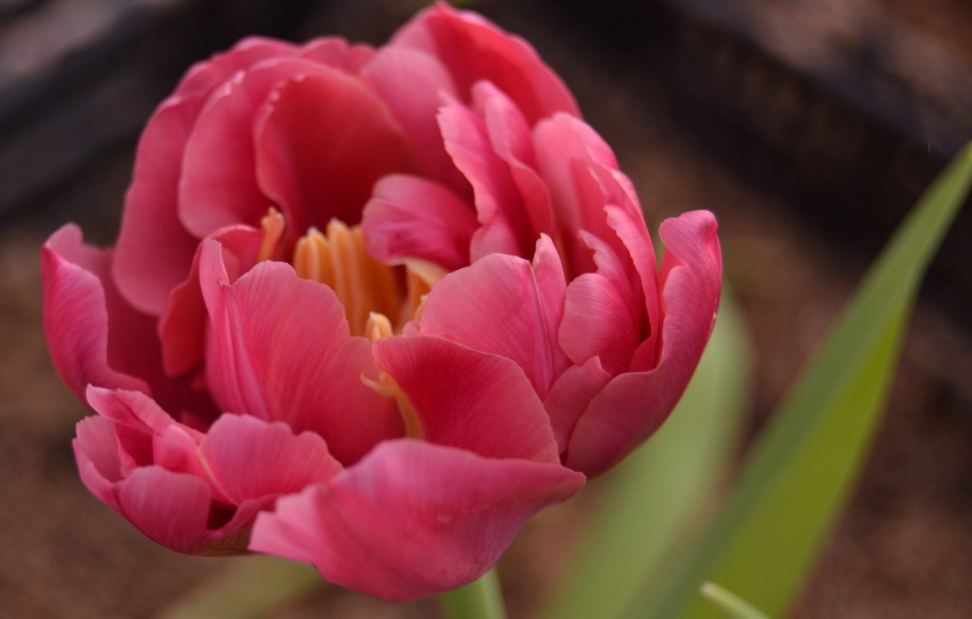 LUBEX FLOR S.L.