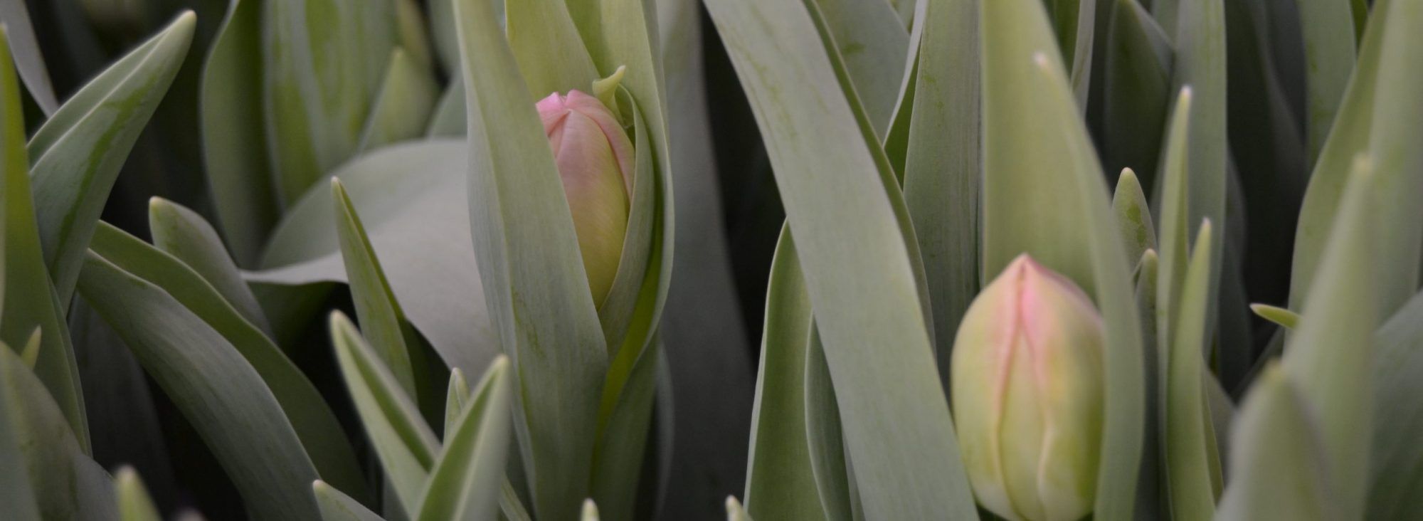 LUBEX FLOR S.L.